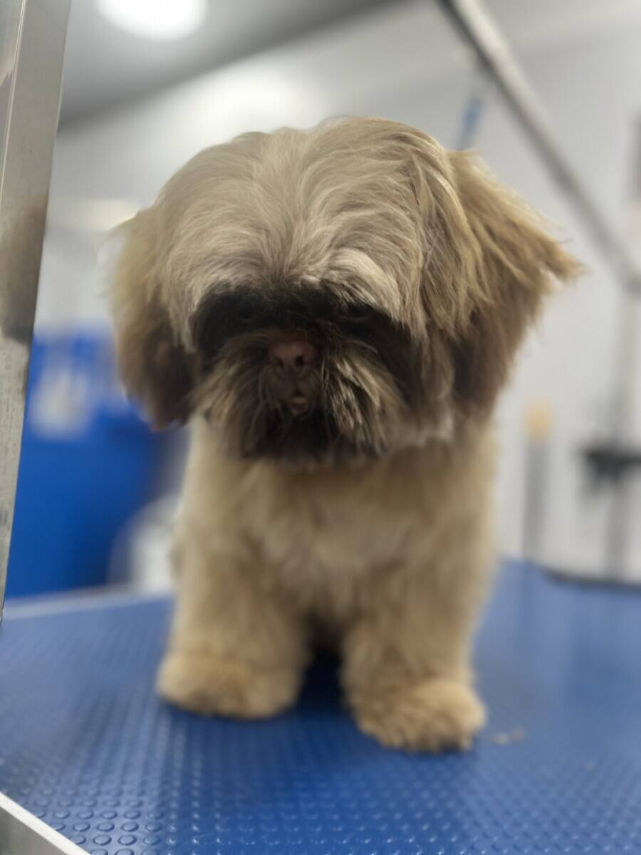 Pets Pantry Dog Boutique and Spa