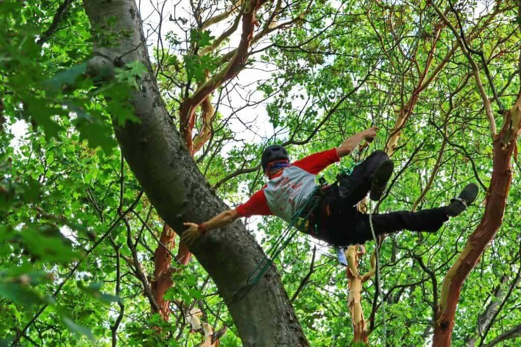 High-Performing Arboriculture/Tree Service Business – Strong Earnings & Expansion Potential”