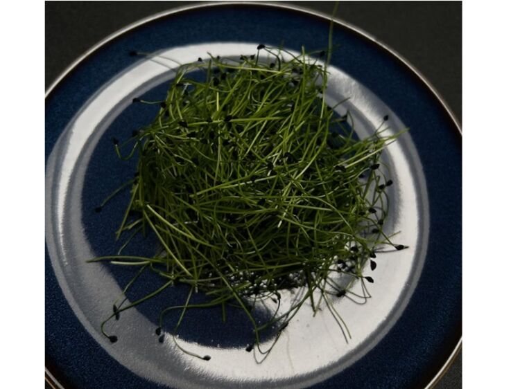 Home-Grown Opportunity – Profitable Indoor Microgreens Farm
