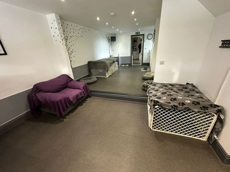 Paws, Play & Profit – Thriving Doggy Daycare with Loyal Client Base