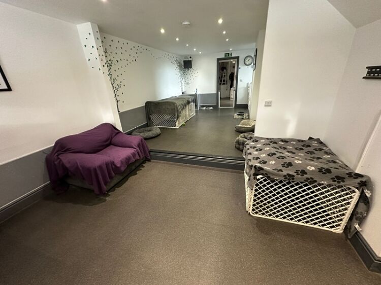 Paws, Play & Profit – Thriving Doggy Daycare with Loyal Client Base Photo 6