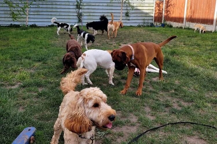 Established Doggy Day Care - Leigh Photo 6