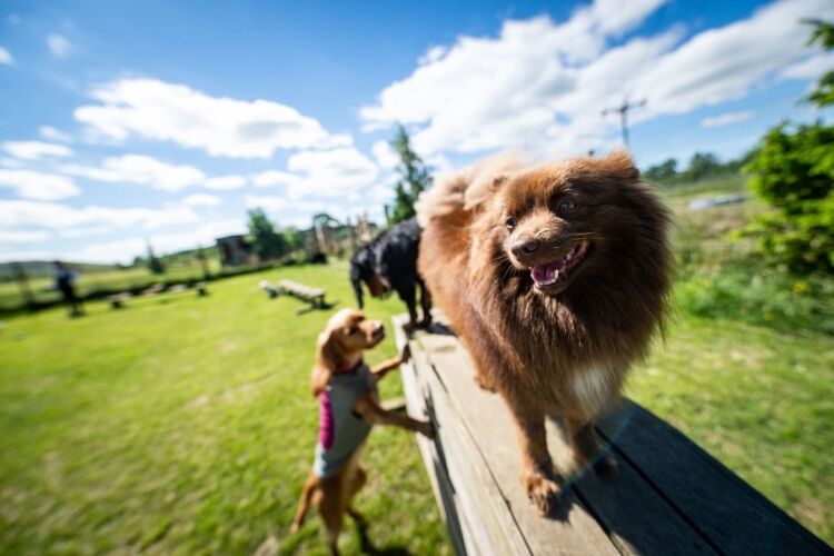 Hilltop Doggy Daycare Photo 6