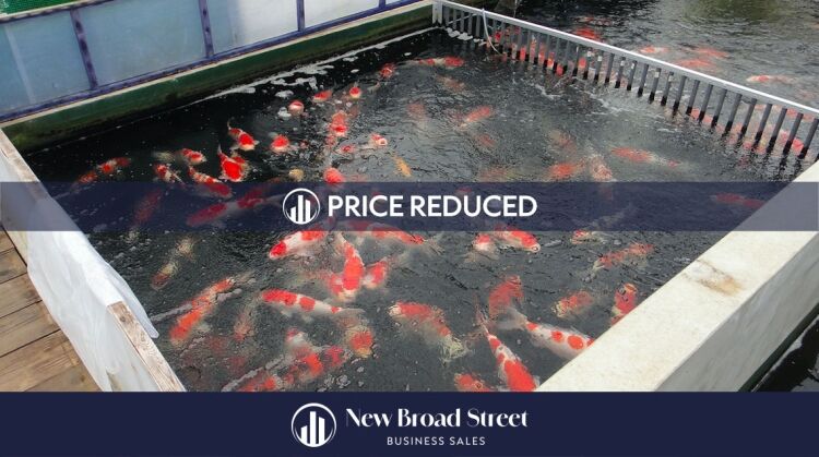 Koi Carp Business - Henley - OFFERS INVITED £125K Photo 7
