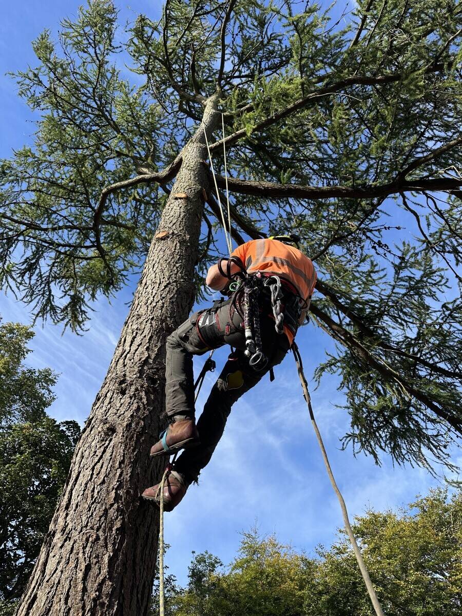 High-Performing Arboriculture/Tree Service Business – Strong Earnings & Expansion Potential”