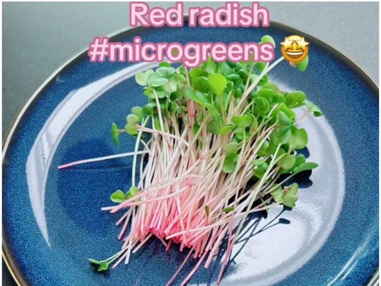Home-Grown Opportunity – Profitable Indoor Microgreens Farm Photo 7