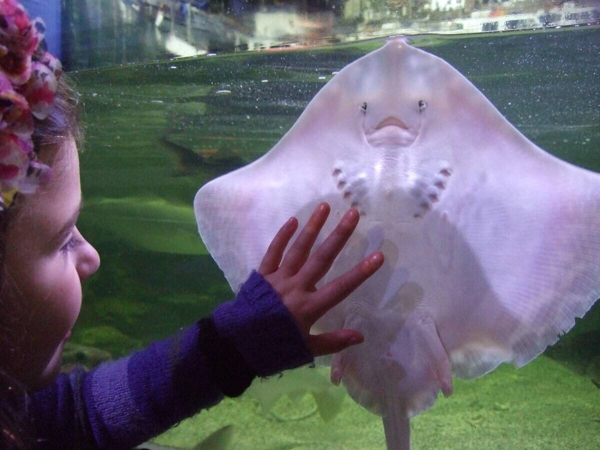 Award Winning & Unique Aquarium with Cafe & Gift Shop - North Devon Seaside Town Photo 7