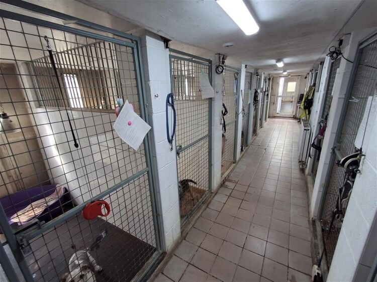 Kennels, Cattery & Equestrian businesses For Sale in Poulton-le-Fylde Photo 7
