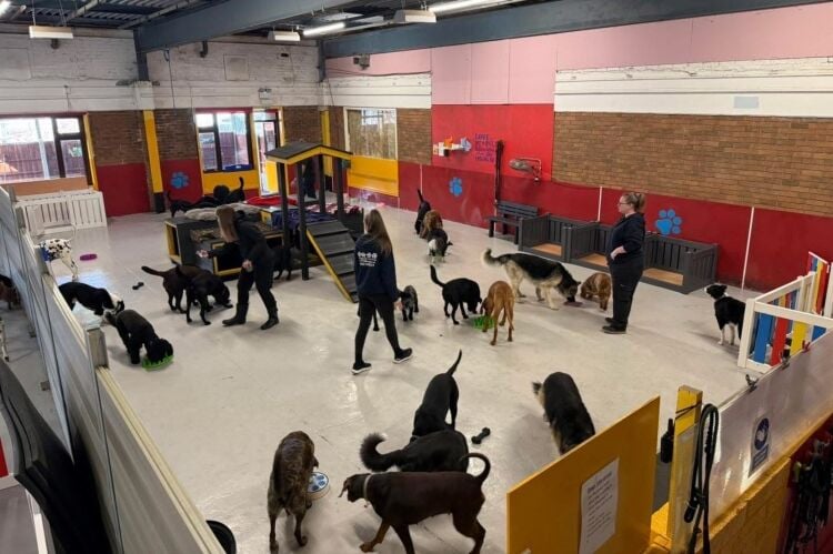Established Doggy Day Care - Leigh