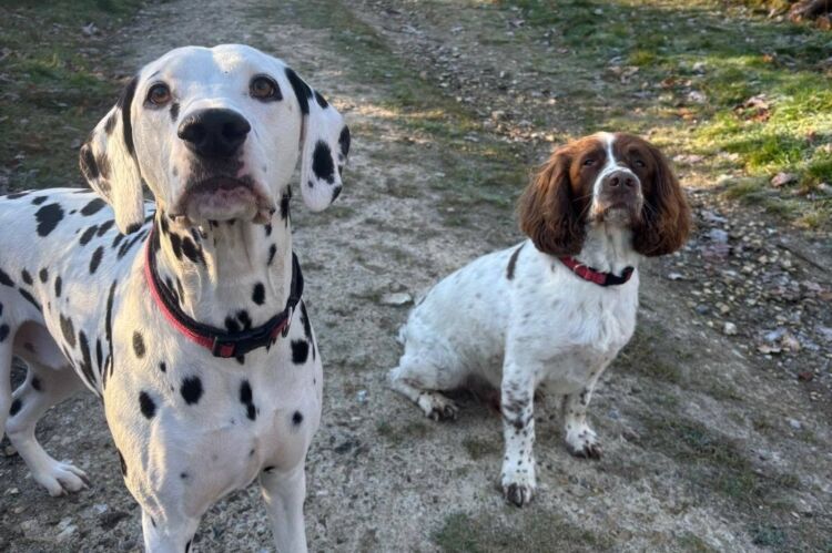 Relocatable Dog Walking Business Photo 7