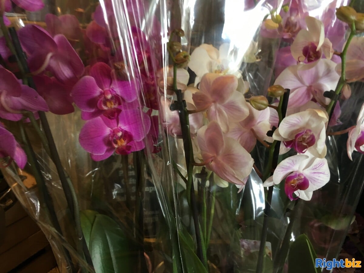 Flowers and fresh produce business for sale