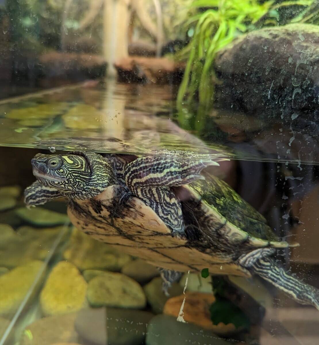Award winning Aquarium  with catering, retail and tourist attraction