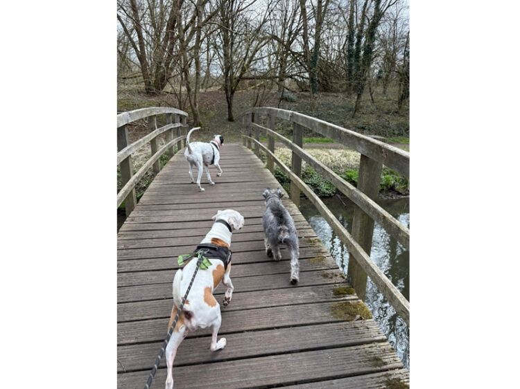 Unleash a Dream Career with Paws at Work! Photo 8