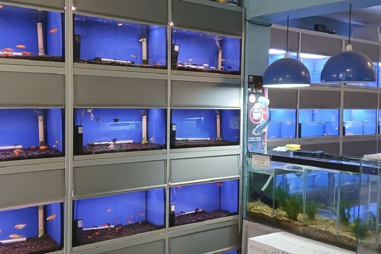 Established Pet & Aquarium Shop - Heywood Photo 8