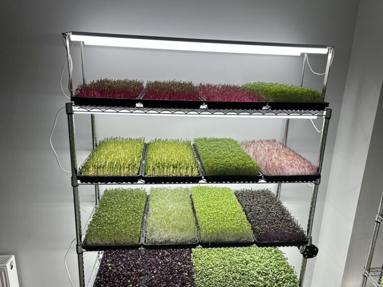 Home-Grown Opportunity – Profitable Indoor Microgreens Farm