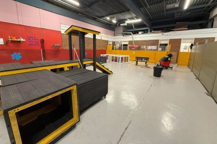 Established Doggy Day Care - Leigh Photo 8