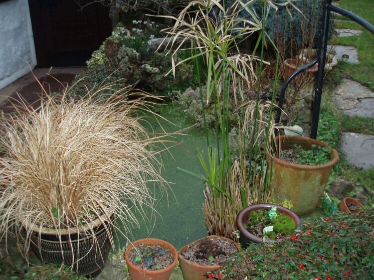 GARDEN POND MAINTENANCE & INSTALLATION Photo 8