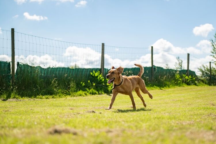 Hilltop Doggy Daycare Photo 8