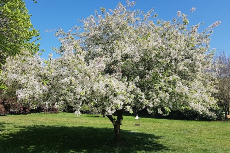 Established Relocatable Gardening Business
