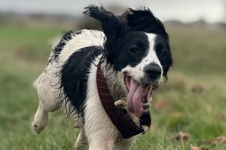Relocatable Dog Walking Business
