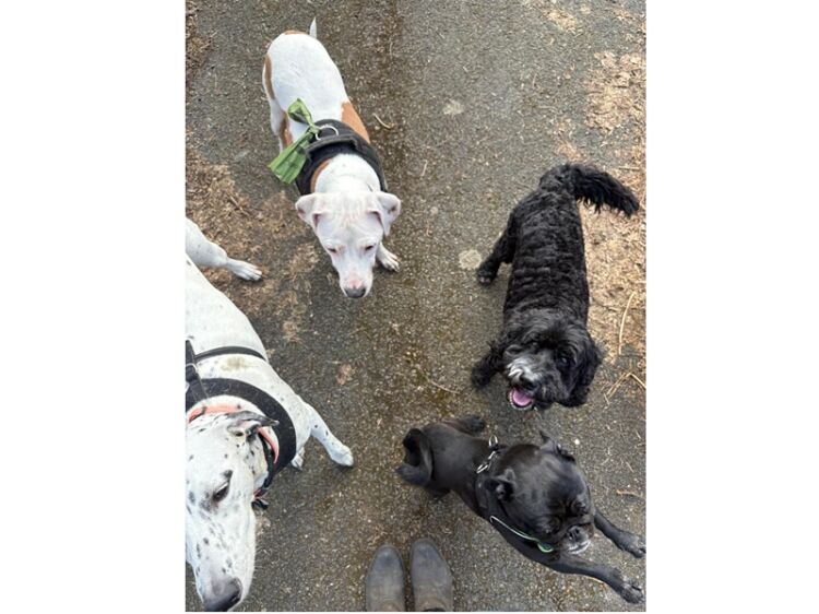 Unleash a Dream Career with Paws at Work! Photo 9