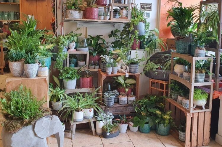 Established Florist - Renfrew Photo 9