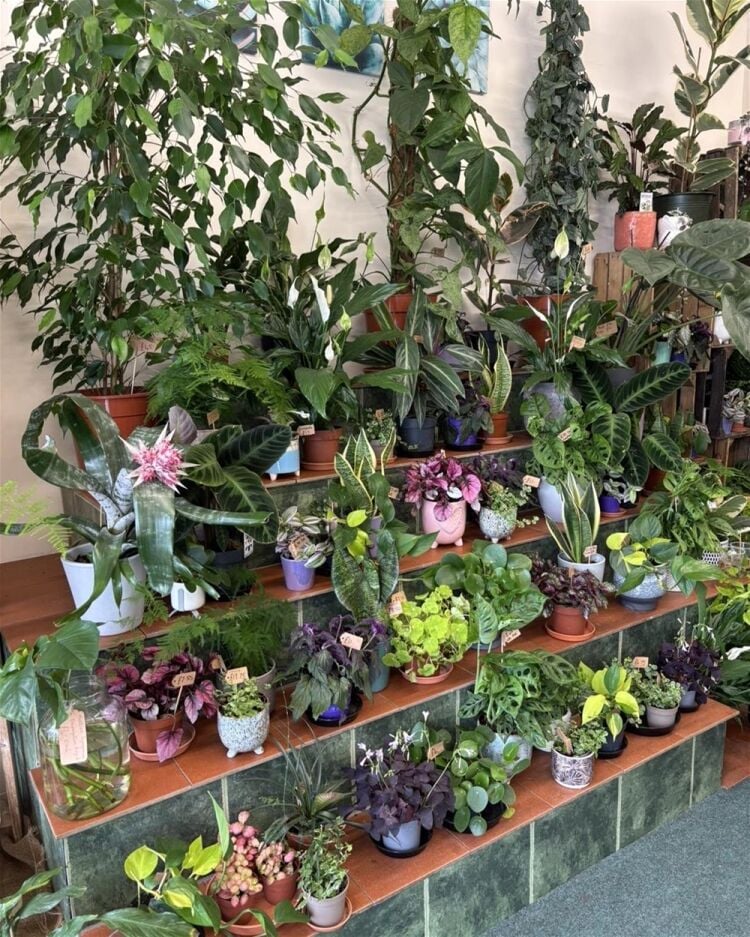 AN ESTABLISHED FLORIST Photo 9