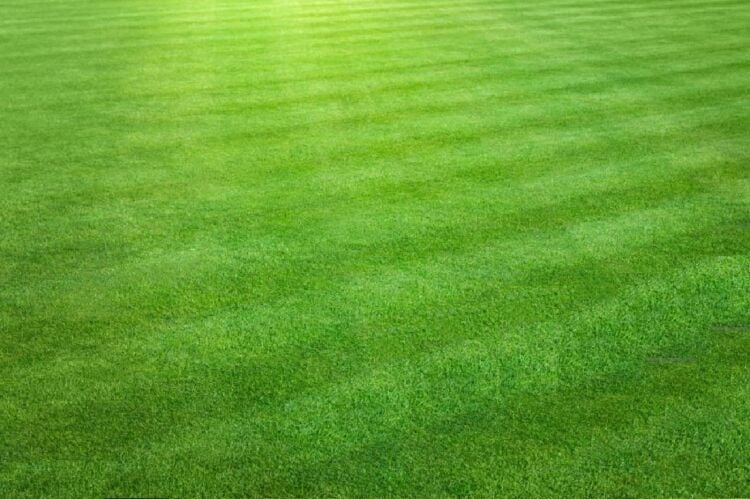 Established Relocatable Gardening Business